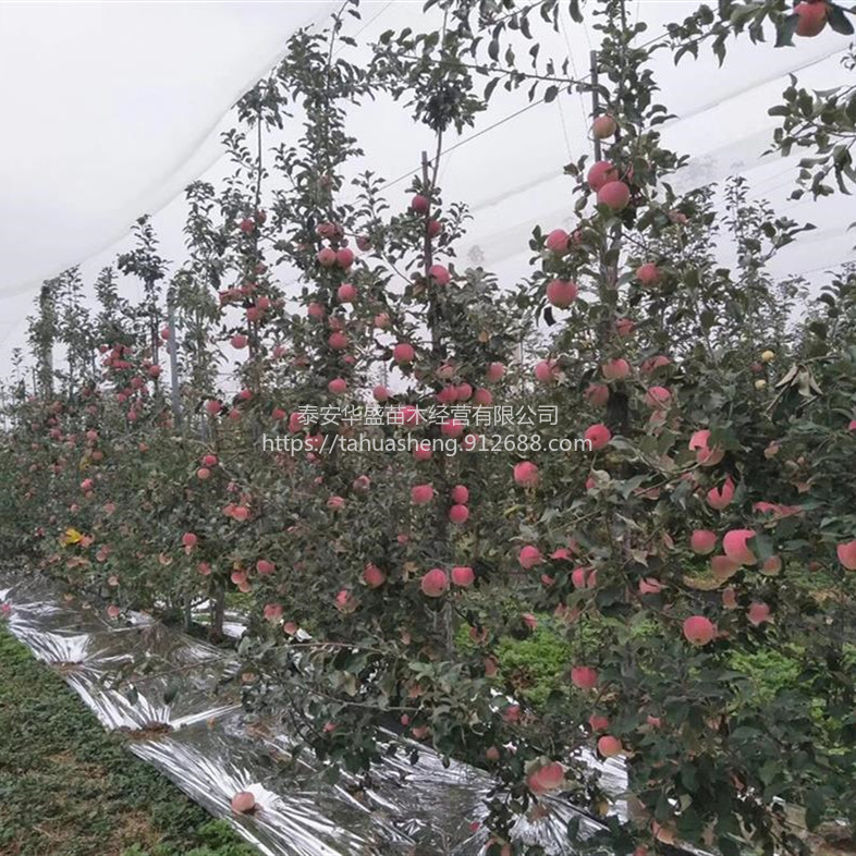 寒富苹果苗品种纯正，提供技术指导维纳斯黄金苹果苗抗病耐寒